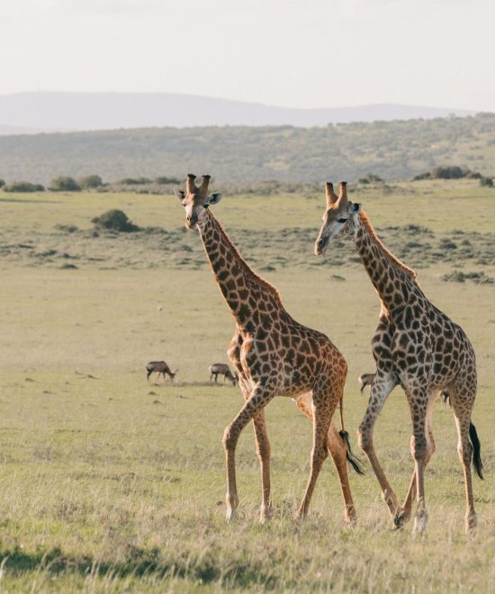 Nairobi National Park