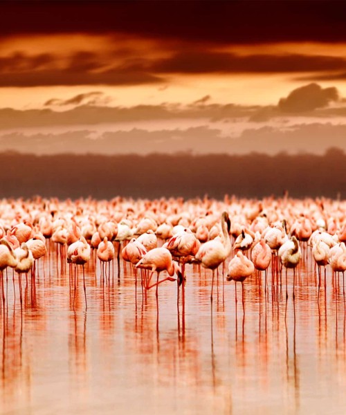 Lake Nakuru